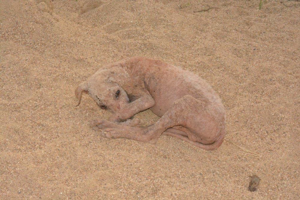 street dog want to be alive
