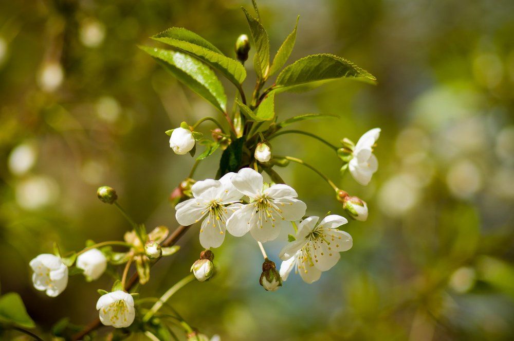 Весна Пришла!