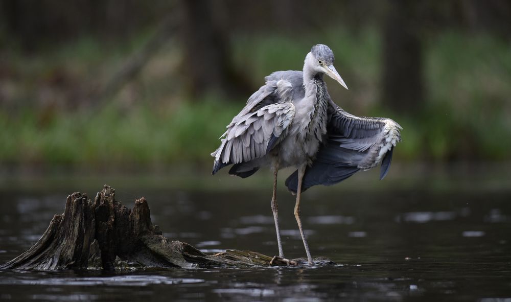 I want to fly like an eagle