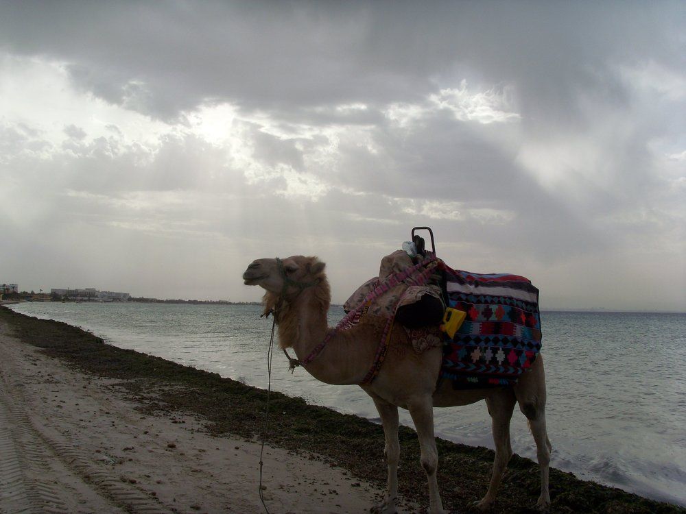 Корабль пустыни