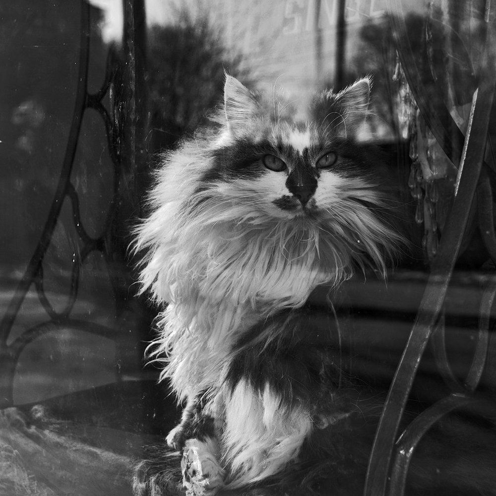 У себя дома