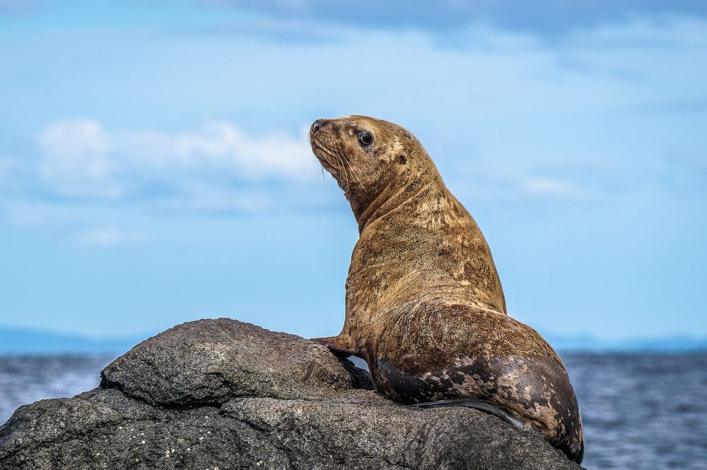 Морской лев у острова Монерон