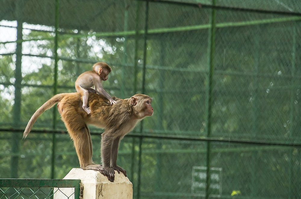 Photograph by Azim Khan Ronnie