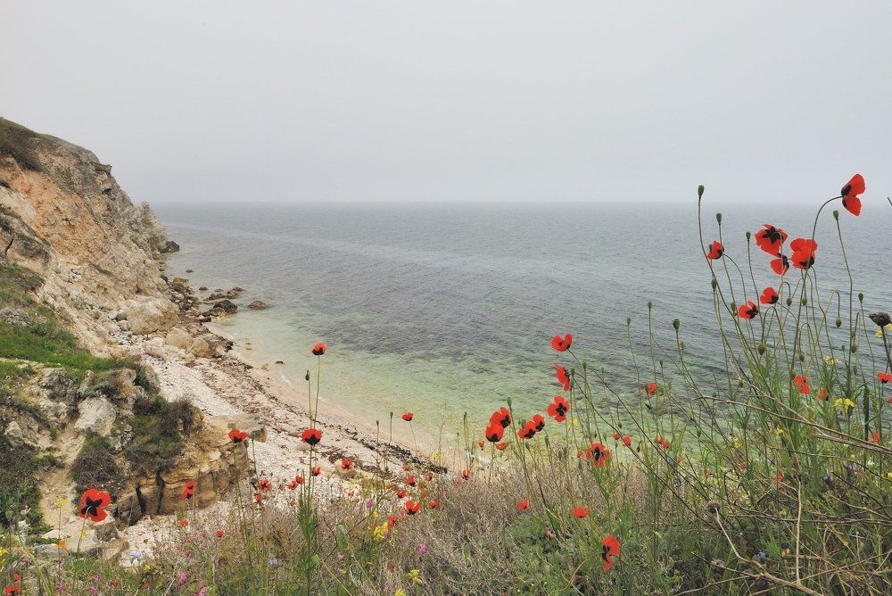 Цветущий Тарханкут