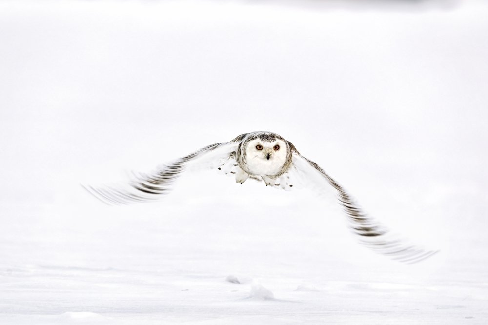 snow owl 1