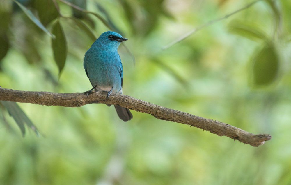 Verditer flycatcher