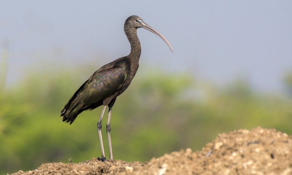 The glossy ibis