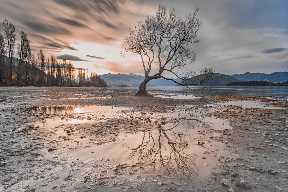 Lone tree of Lake Wanaka