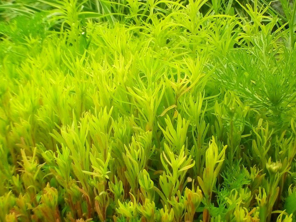 Красота у самых ног.