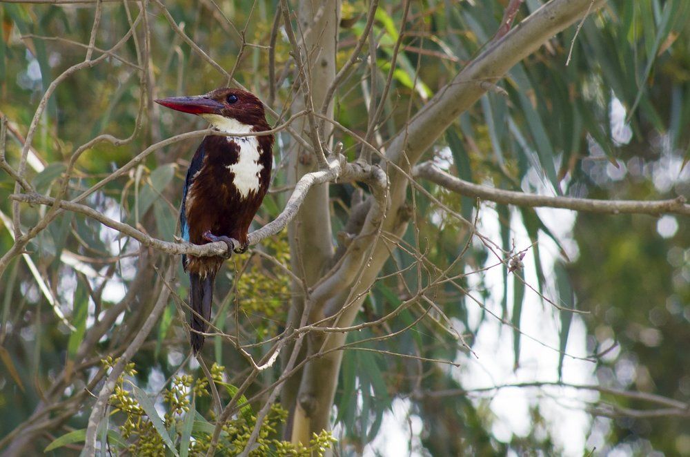 Bird Hunter in egypt