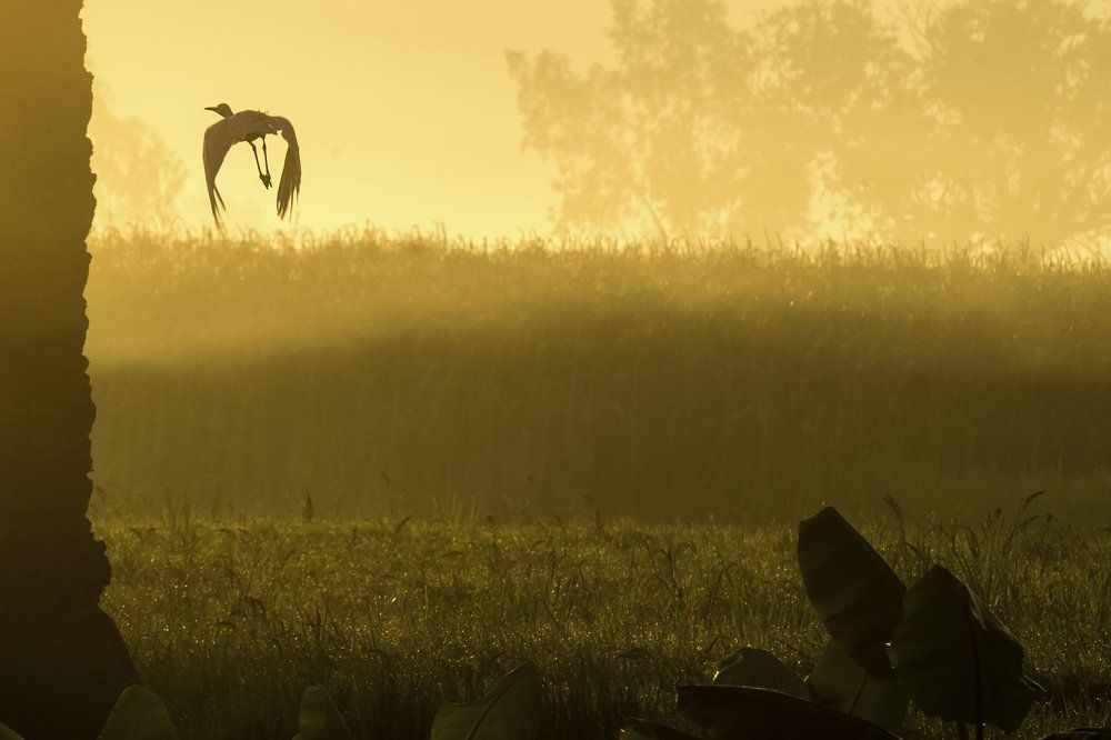 A bird in the field In Egypt