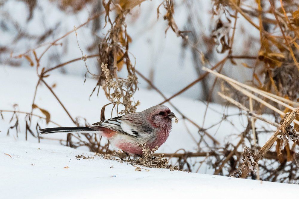 Лёгкий завтрак
