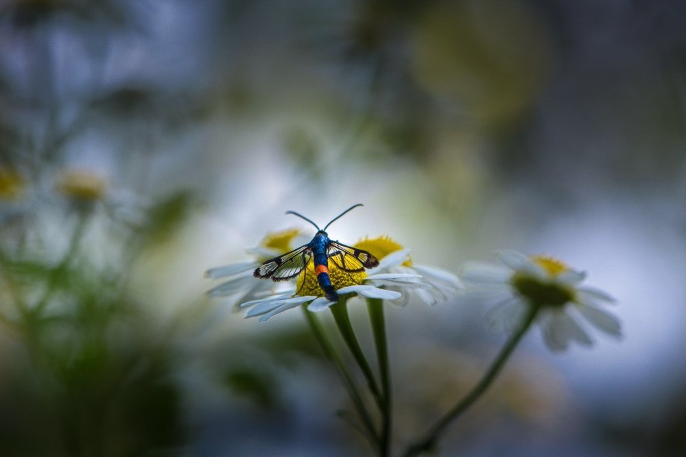 Вечерний свет