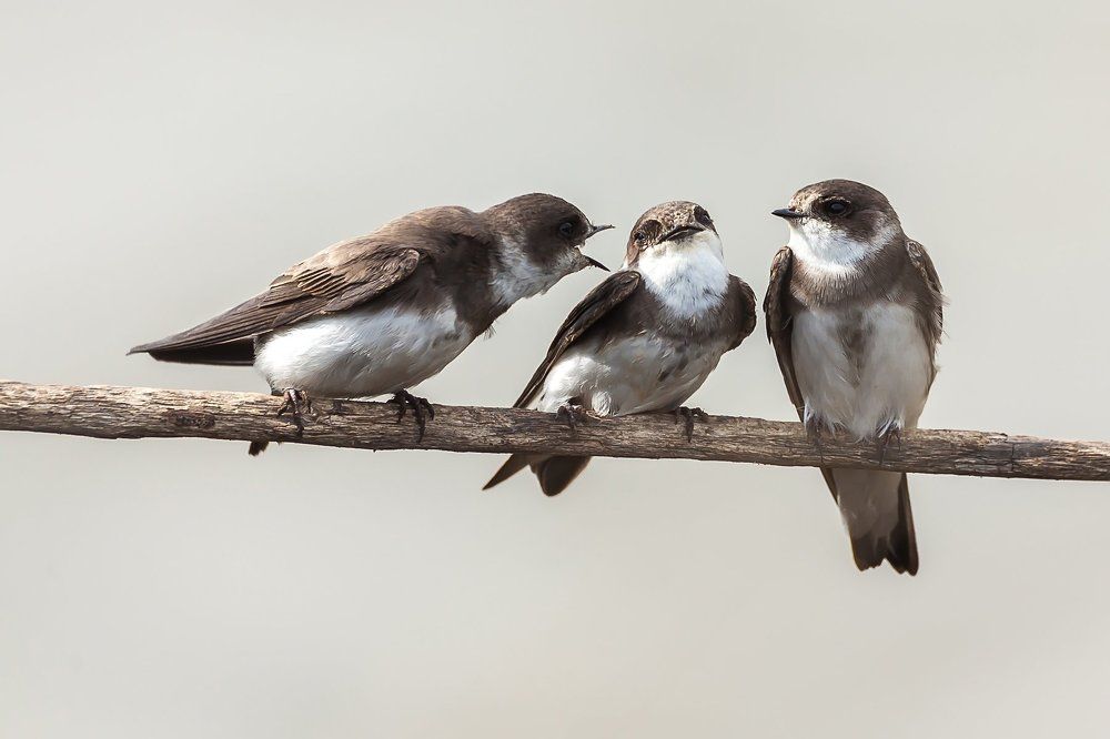 Сплетницы подружки-береговушки