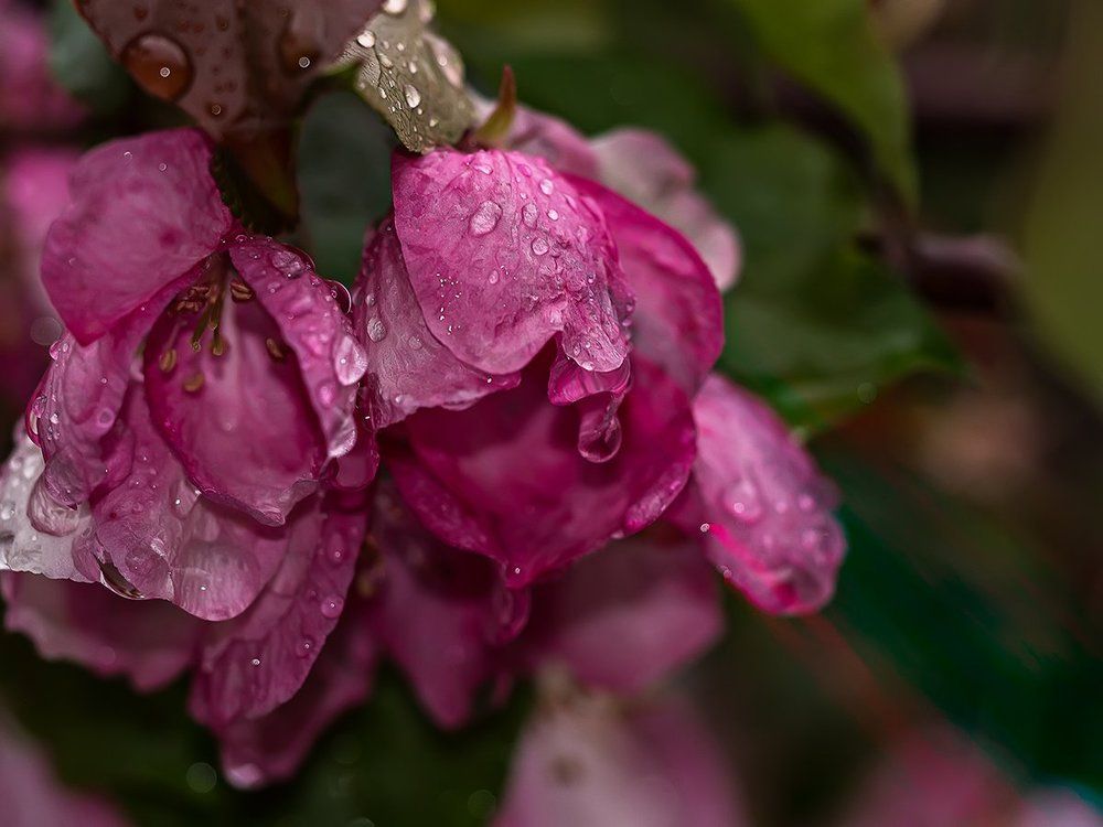 Снова дождь