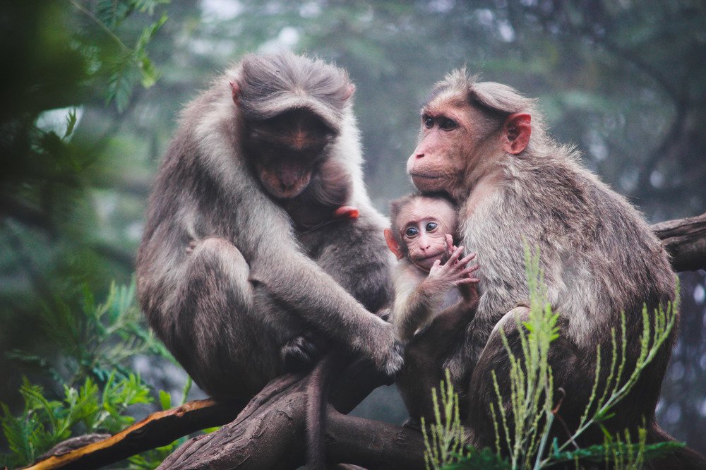 langur family portrait
