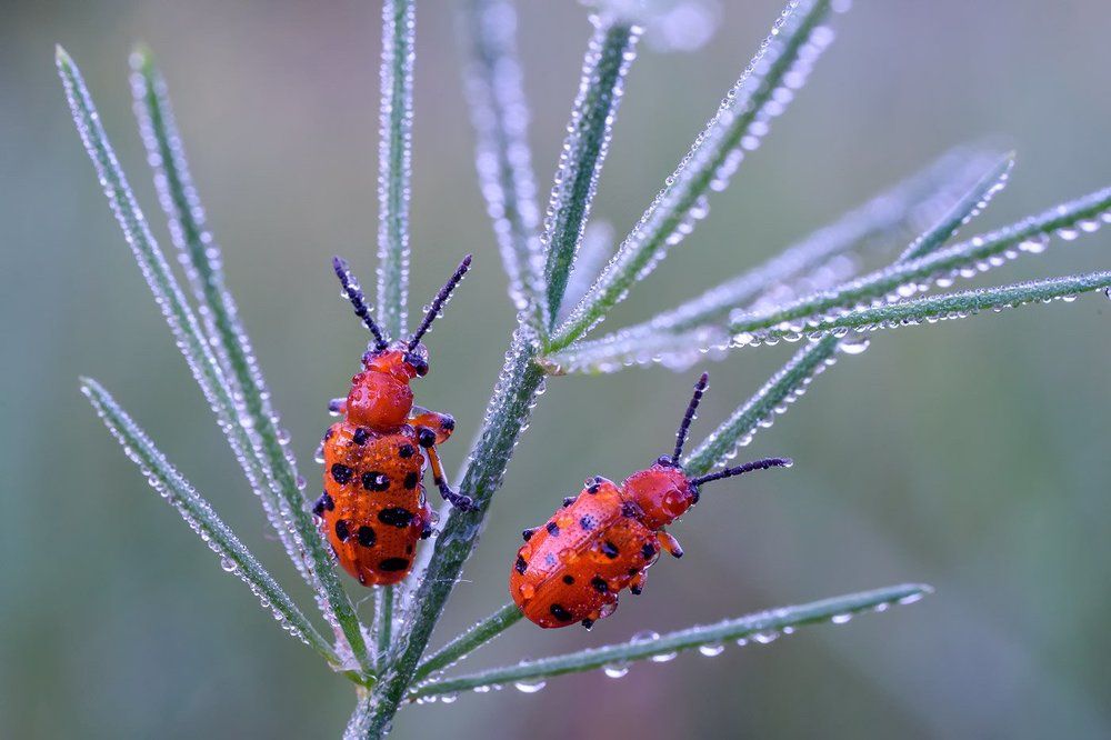 Новогодние игрушки