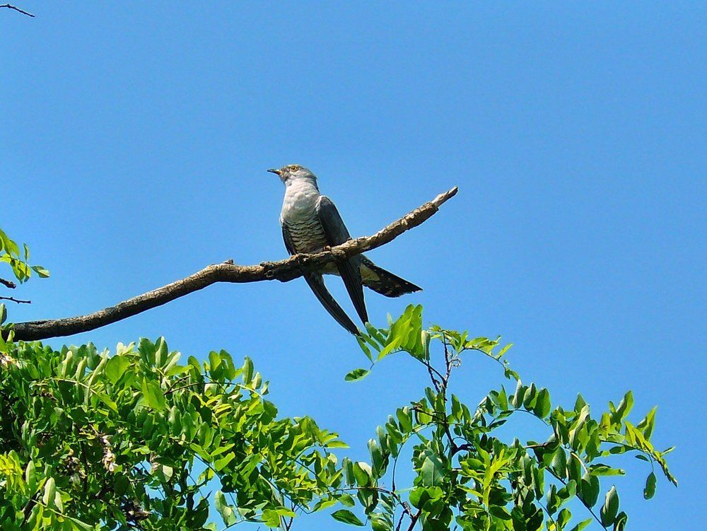 Накукуй ты мне кукушка...