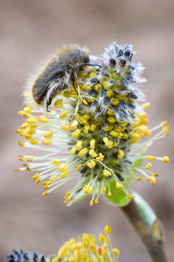 Пушистое на пушистом