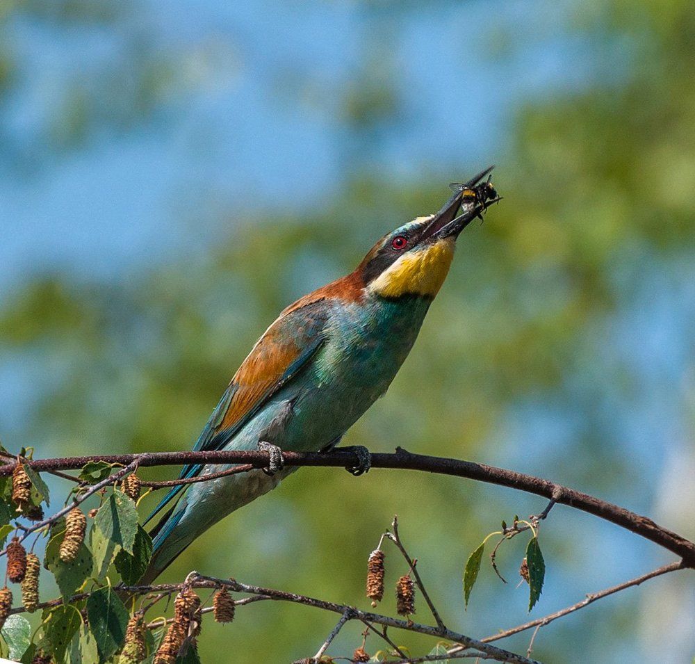 Прерванный полет шмеля.
