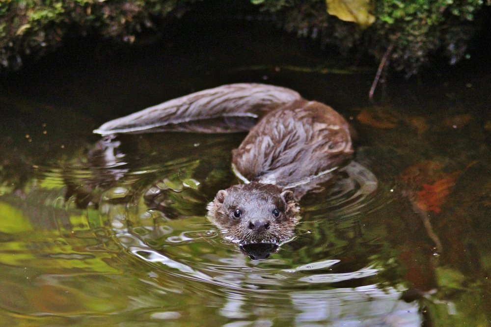 Удивлённый выдрёнок.