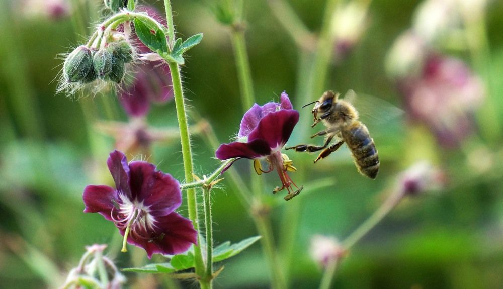 The flight of a bee.