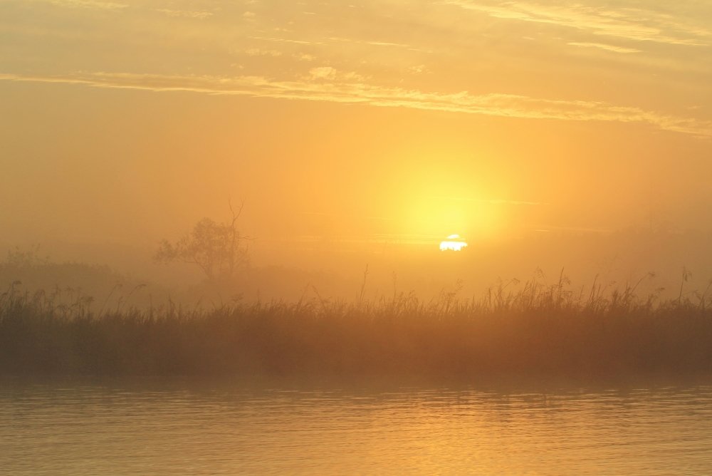 Медовый рассвет.