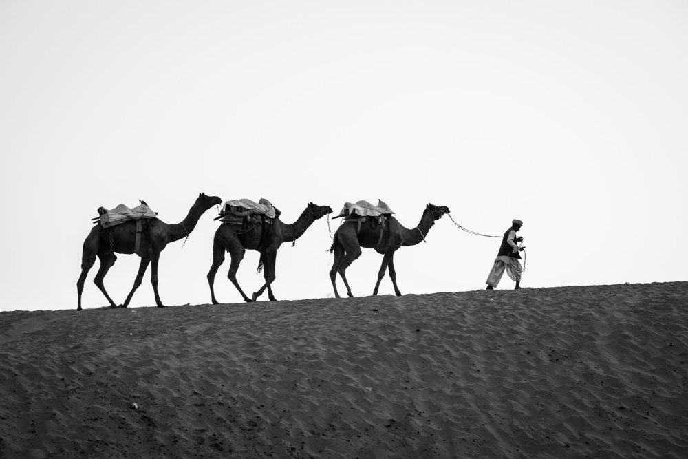 The Camel Safari on Sand Dunes Rajasthan