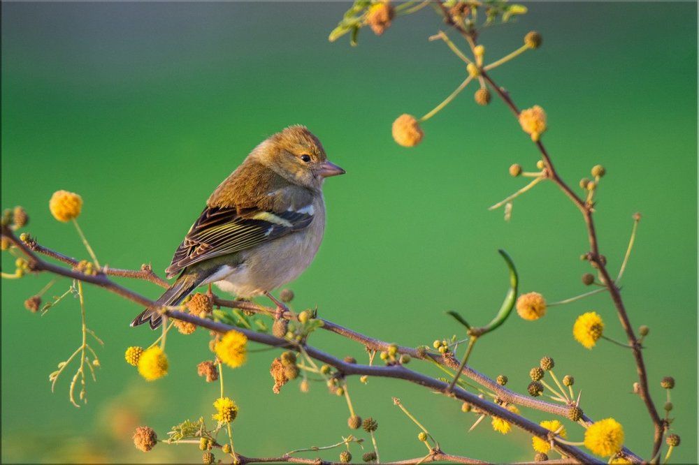 Зяблик зябнет в ожидании весны