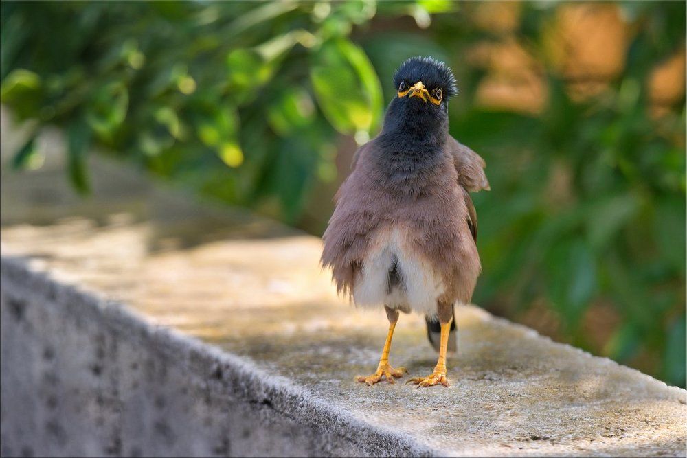 Забияка-хулиган