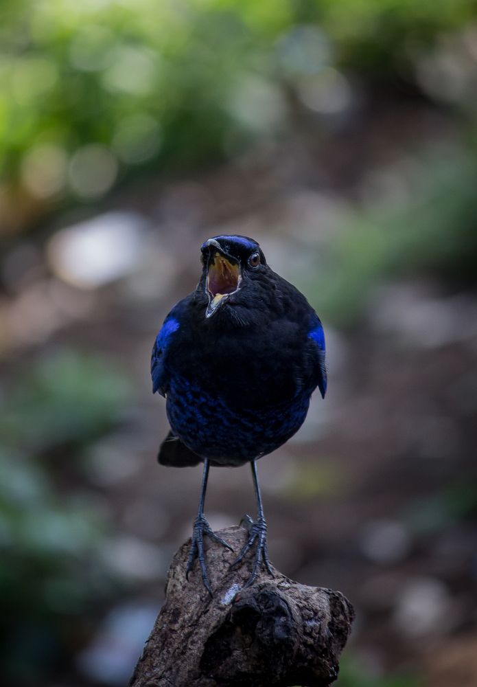 Malabar Whistling Thrust