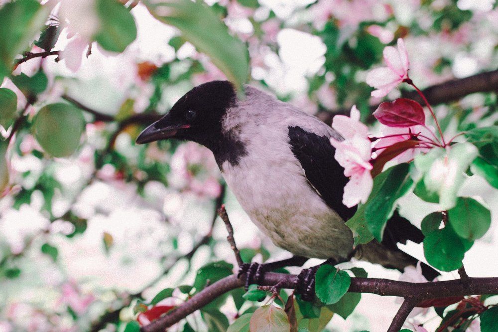 Красовница