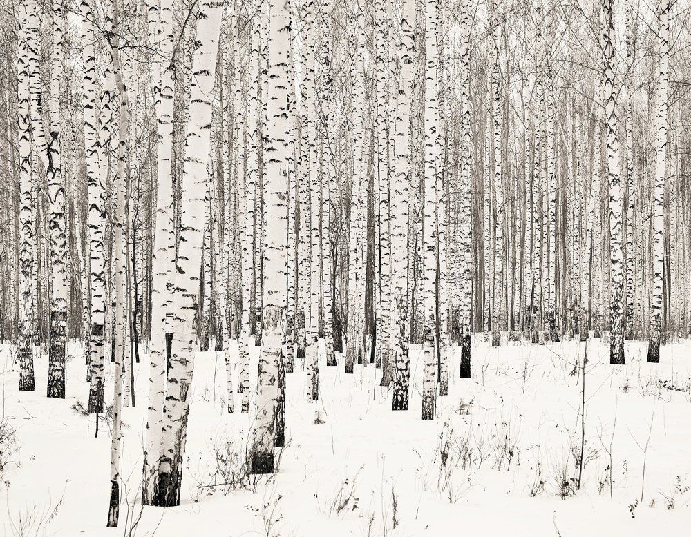 Черно-белый лес