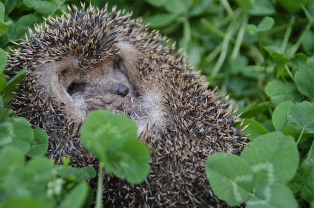 йог на клевере.