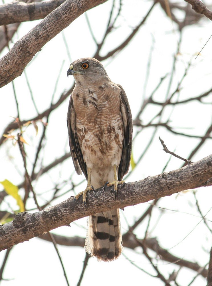 Shikra female