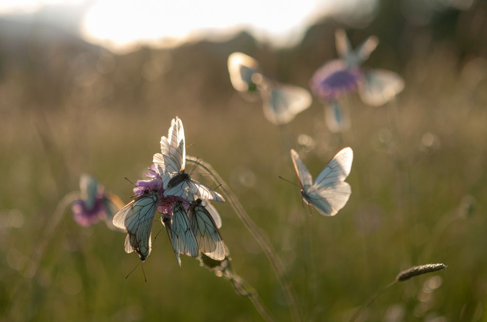 Fruit butterflies in the grasses late afternoon