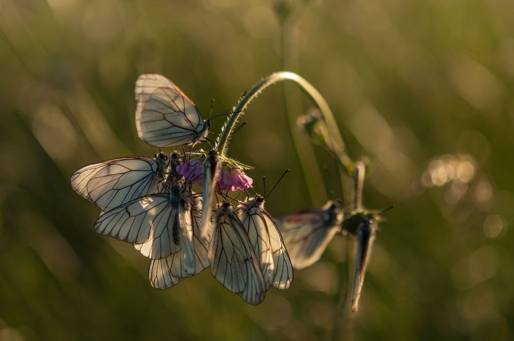 Fruit butterflies in the grasses late afternoon