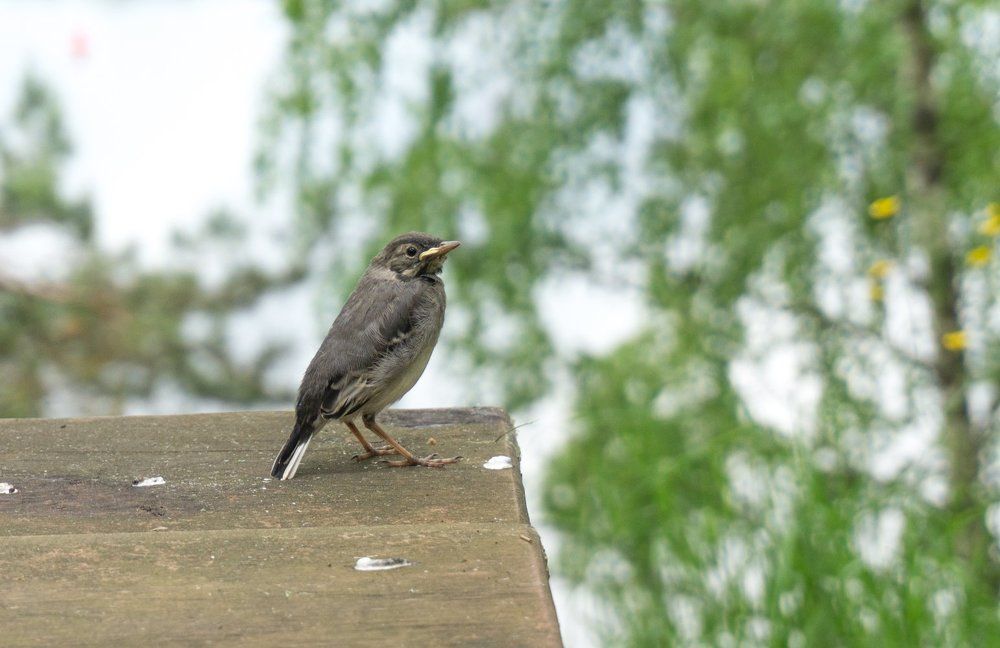 Птичка на скамейке