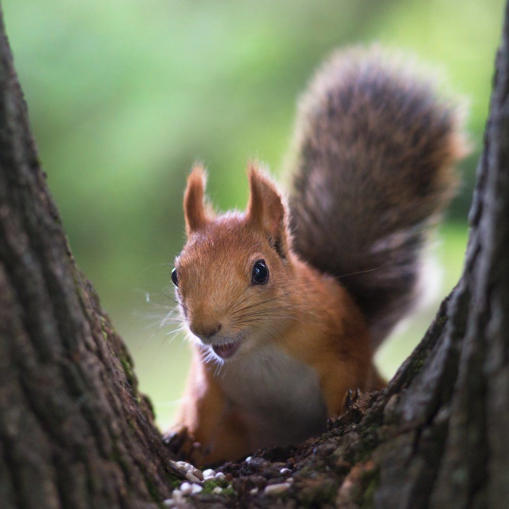 Удивлена или смеётся?