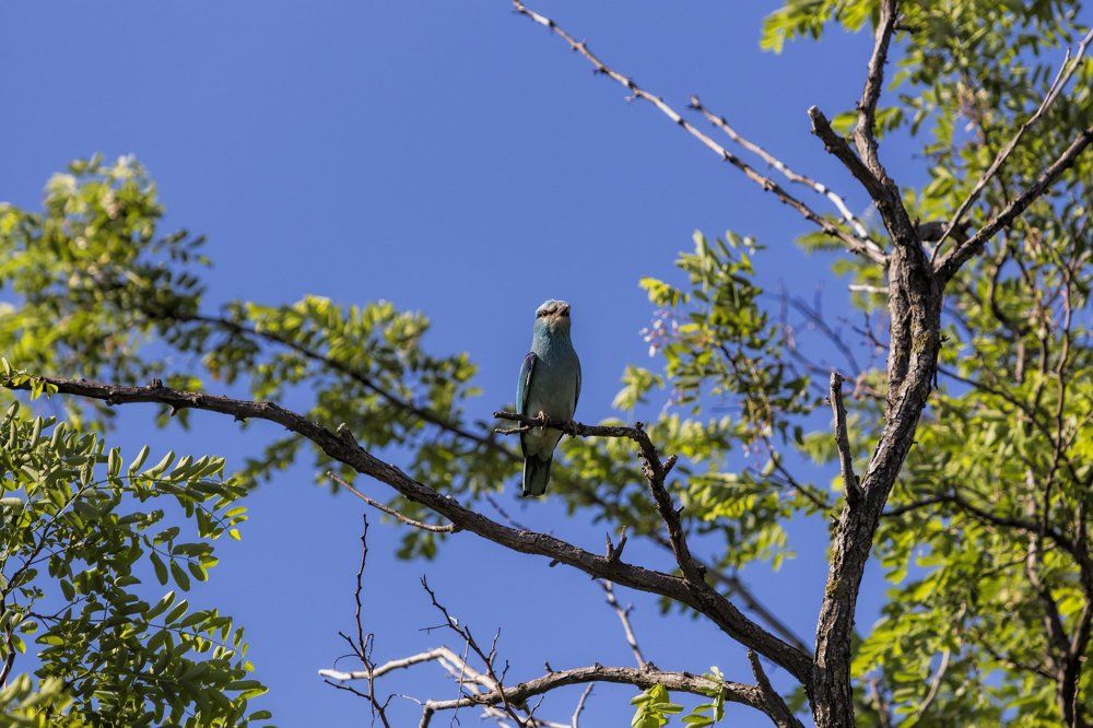 Сизоворонка