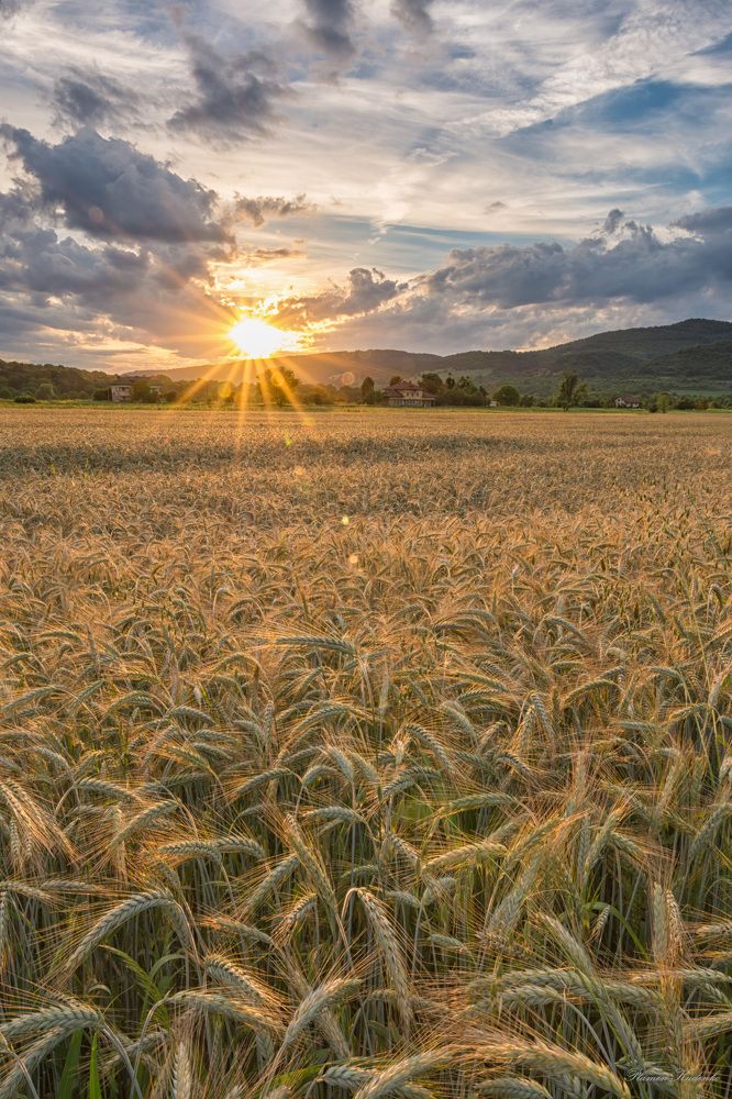 Bulgarian sunset in the field
