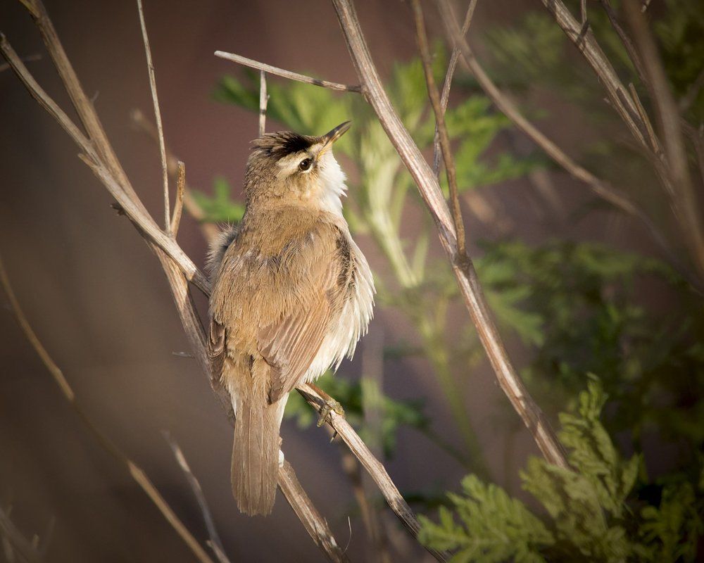 Чернобровая камышовка