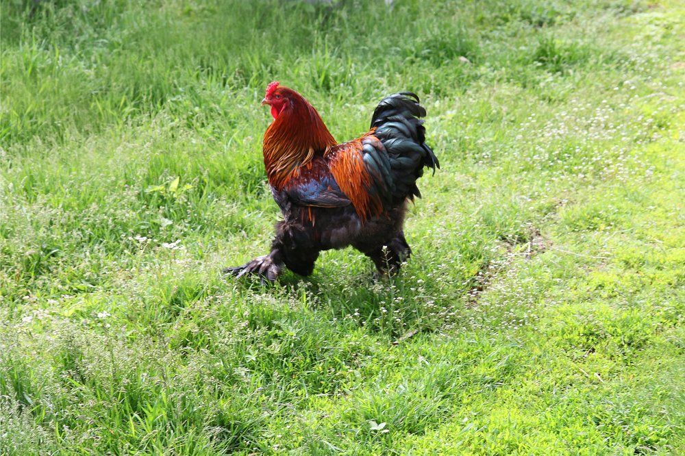 Петух "Красава".