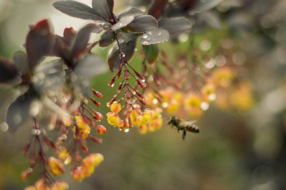 Медовые цветы