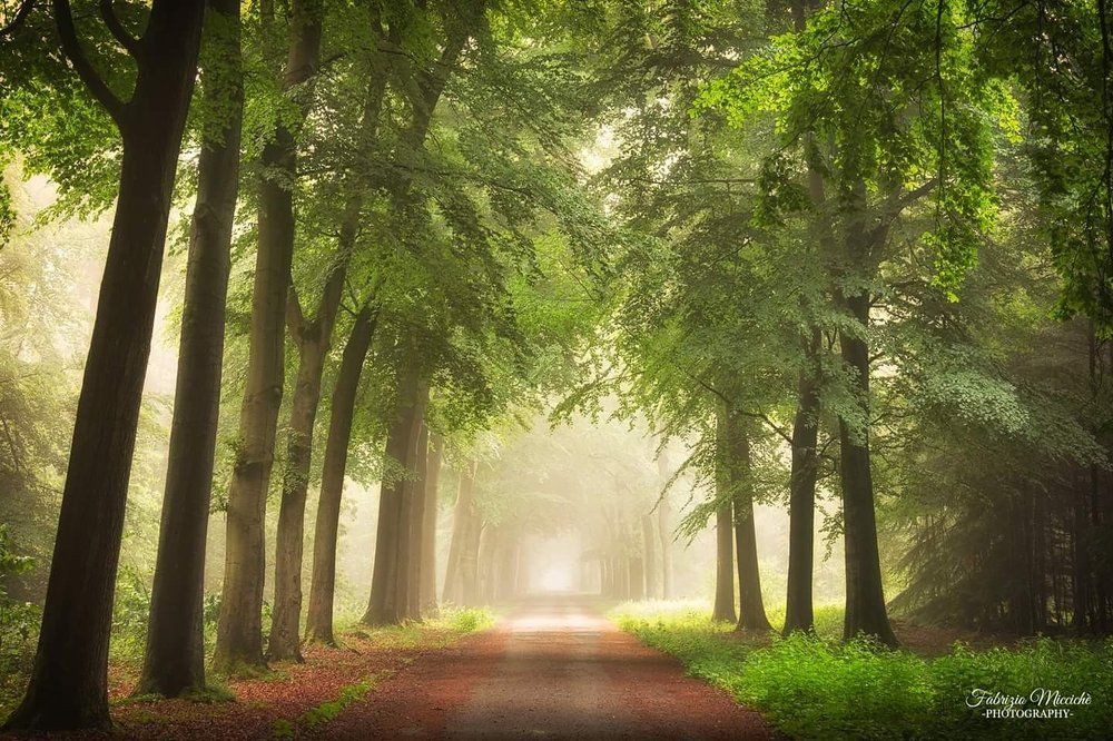 Forest in the mist