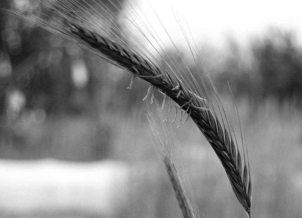 Цветок хлеба )