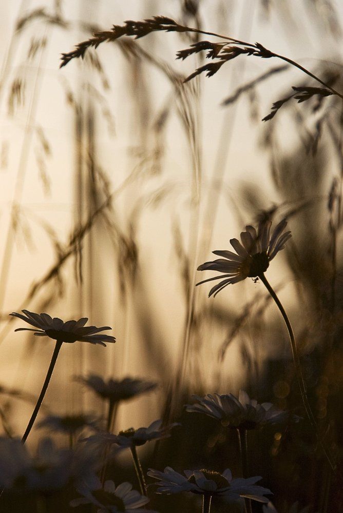 "Путешествие муравья"