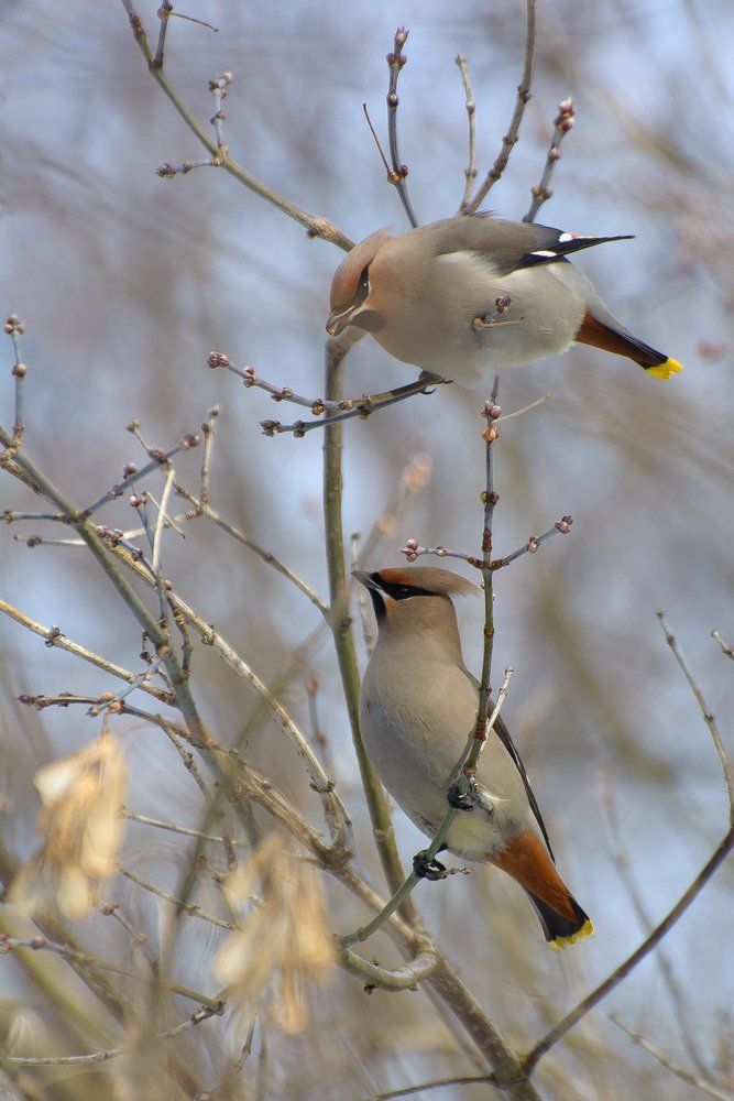 свиристели прилетели