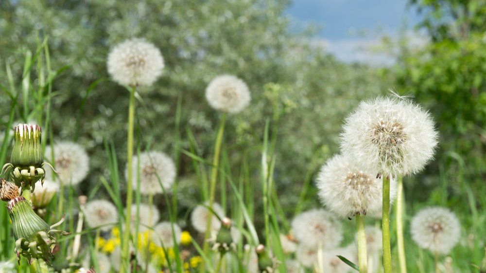 Жизнь одуванчиков