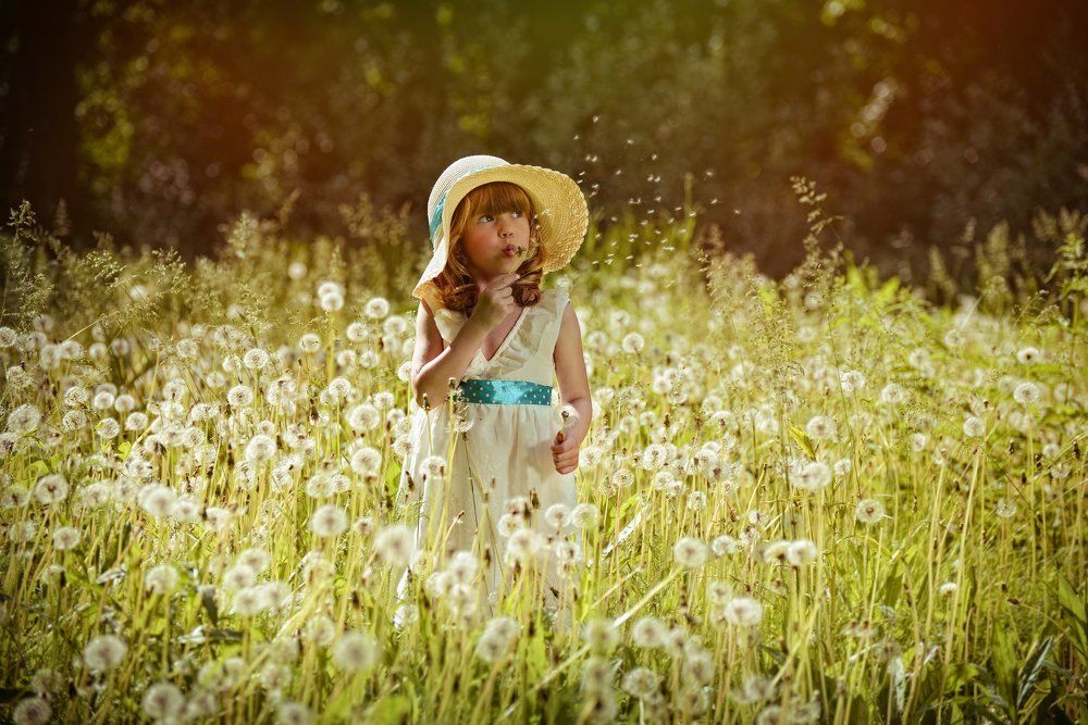 Одуванчики